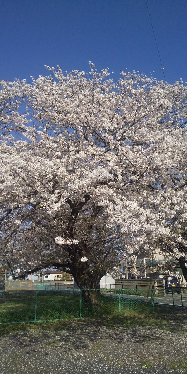 おはようございます 今日も仕事だ🚶‍♂️ ご近所の桜🌸