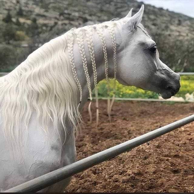 هناك صمتٌ أنيق
لا يسمح لنا بالبوح
🖤 مهما كان الوجع 🖤