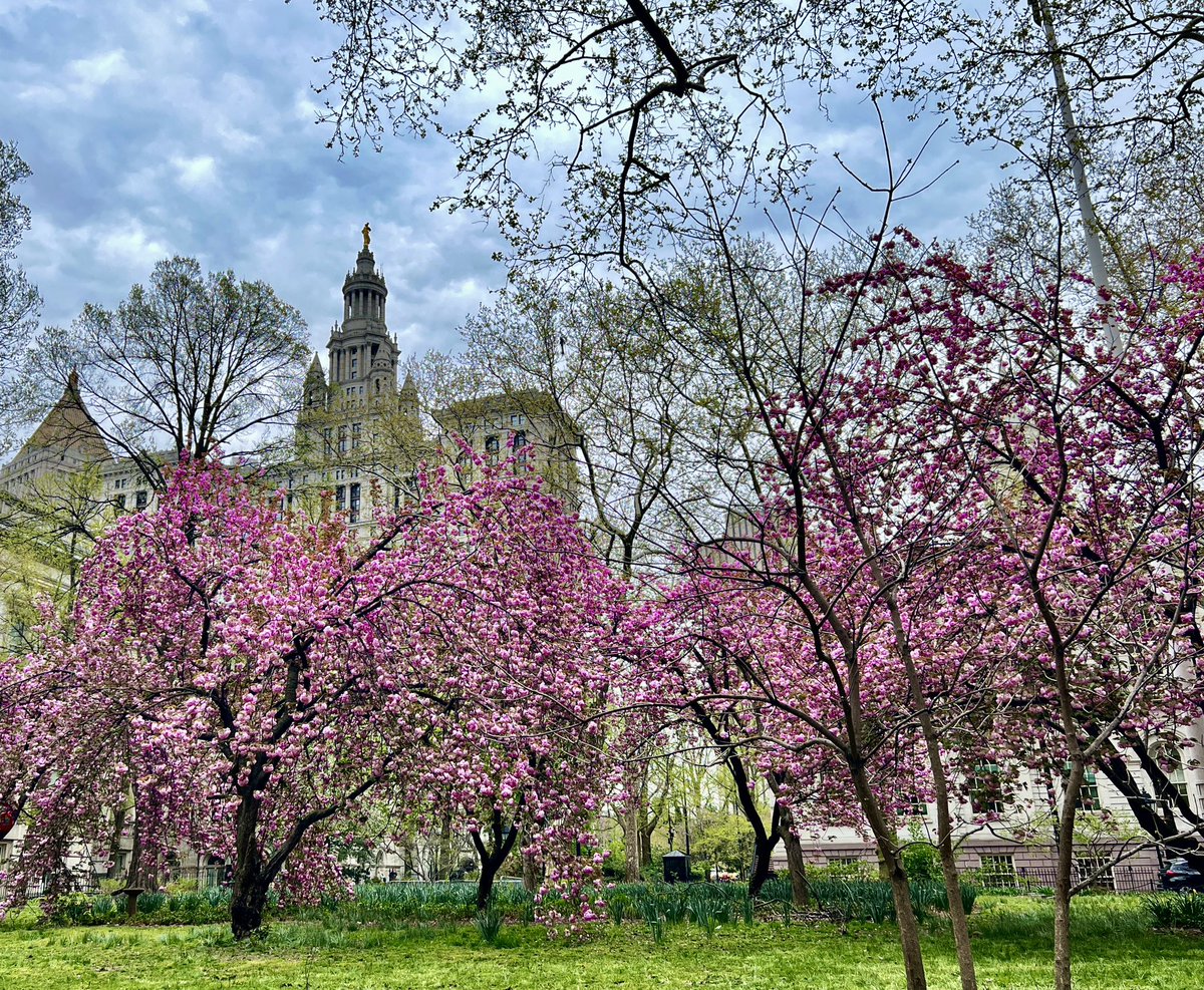 Spring in New York City 🌸