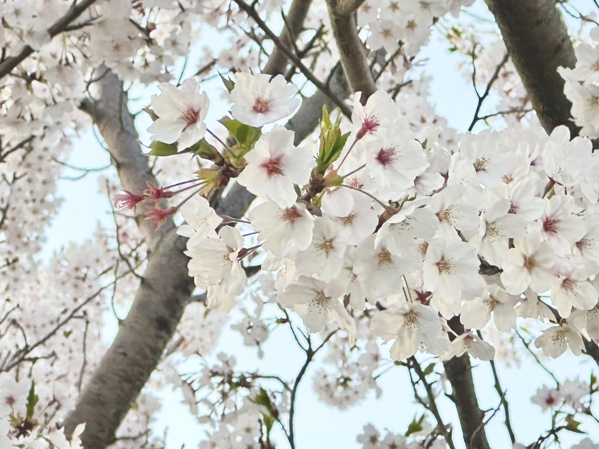おはようございます☀️ 金沢は桜満開🌸 🙎‍♀️ウメちゃんもお花見する⁉️ 🐭はなよりイチゴでしゅ🍓 だよね😅 #チンチラ　#chinchilla #ウメちゃん