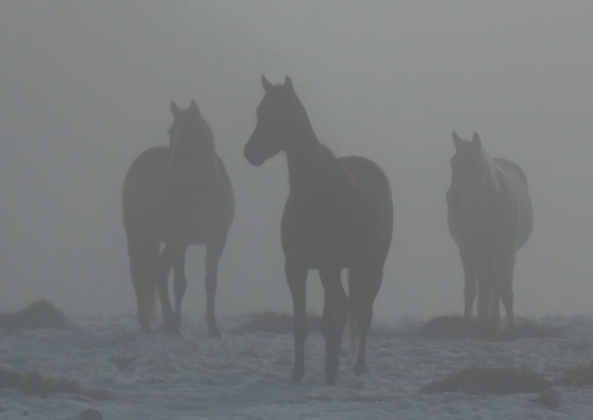 Three Horses in Dawn Mist