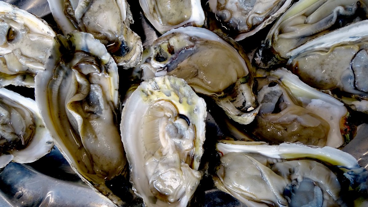 Tesoros del Mar: Descubre la Exquisita Experiencia de Nuestros Ostiones en su Concha.🦪