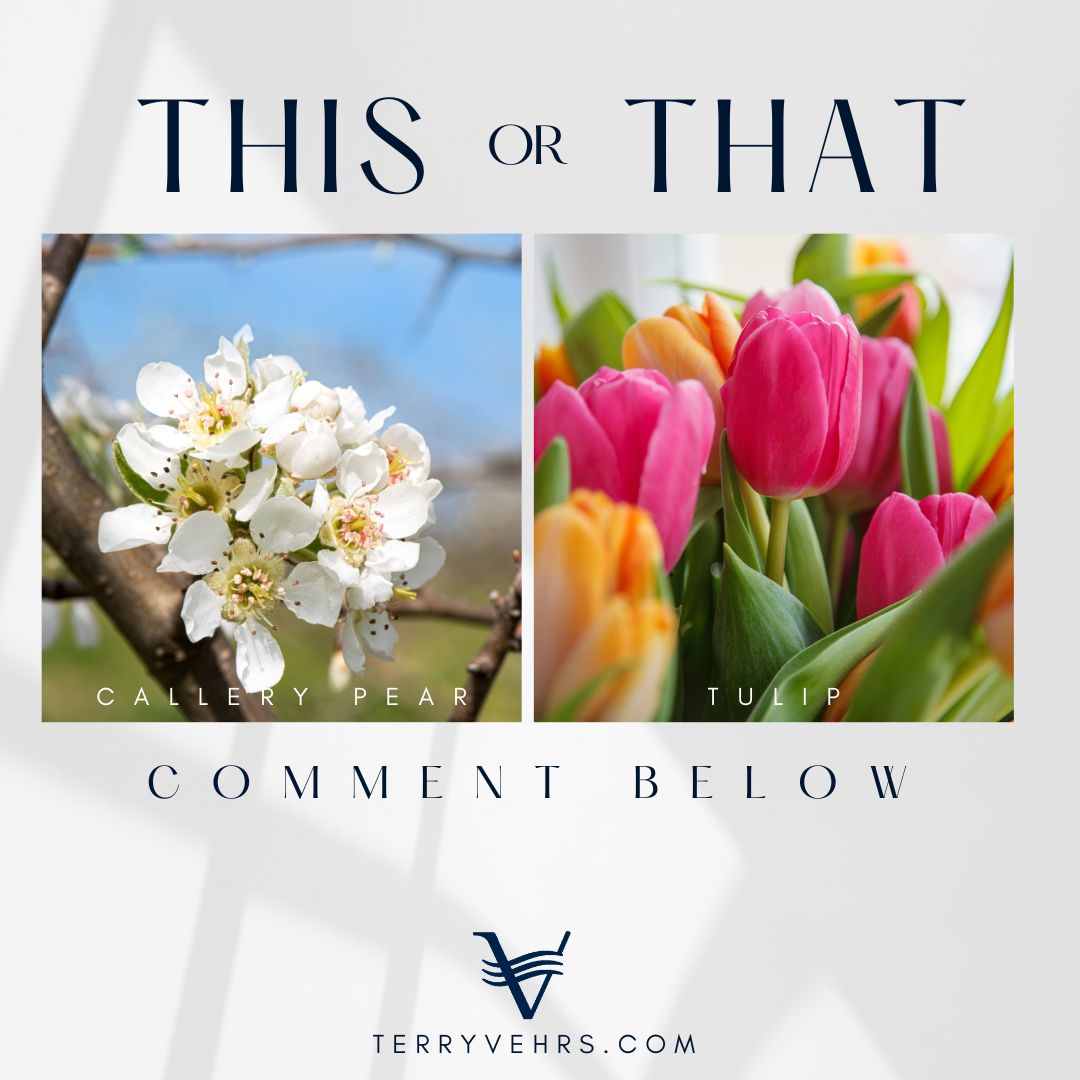 🌸 Spring is in bloom! Which flower brightens your day the most? 

Tweet it now!

 #SpringFlowers #Poll #ChooseYourFavorite #Spring #SpringSeason #Tulip #CalleryPear