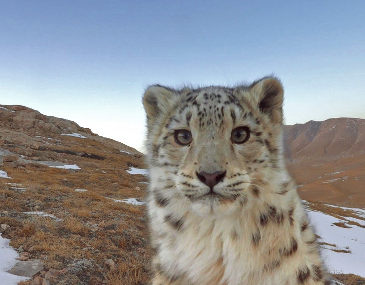 Snow leopard captured on camera trap. That this guy is out there living his best life in the wild makes me happy.