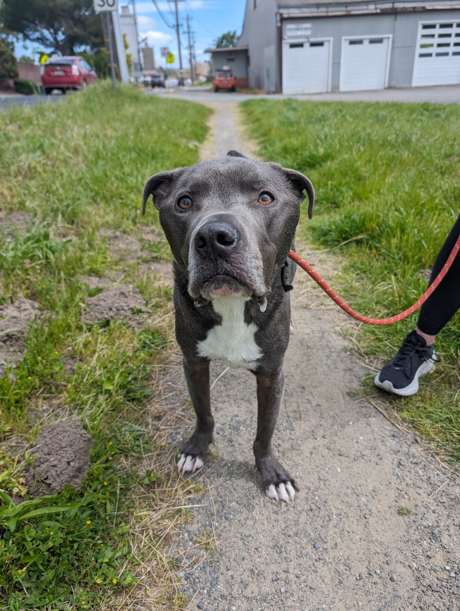 Larry, a good (the best?) boy I met on my walk.