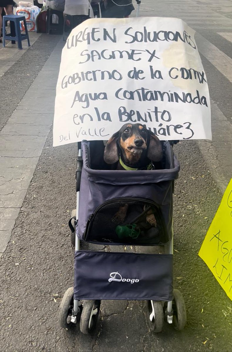 GolightlyHollly's tweet image. No consumas agua 🚰, no te bañes ni laves los trastes 🚿 , no le des agua a tus mascotas 🐶🐈.
⛔️Esta es la forma de vivir en la @BJAlcaldia⛔️ #AguaContaminadaBj
#AguaContaminadaEnBJ 
@martibatres @SacmexCDMX @GobCDMX