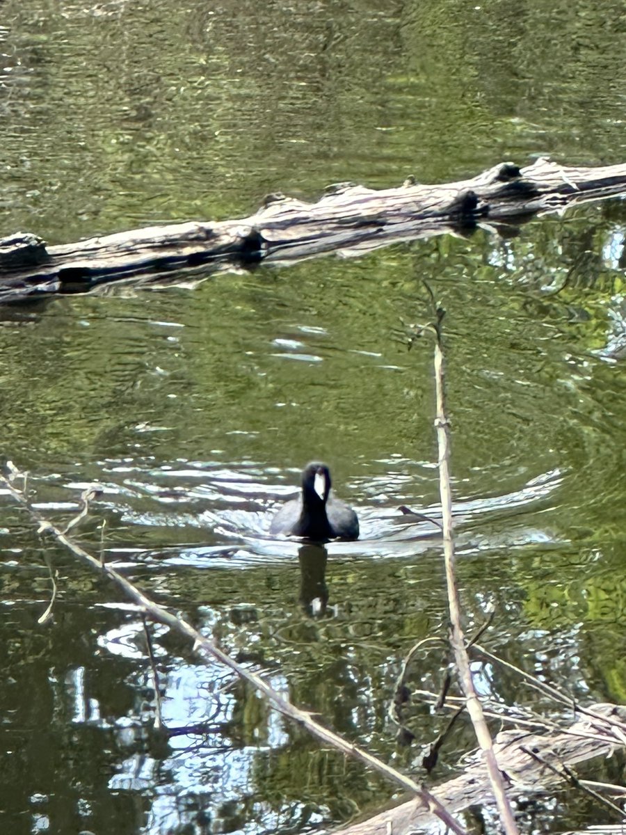 Today’s walk: Another sighting of the mysterious bird. Locals believe it is an undocumented American coot in Canadian territory. 🇨🇦 📷 Photos by EVA