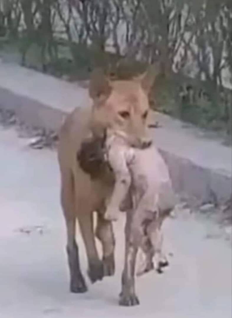 قبح الله وجيهكم ياحكام العرب من اليوم لايوم الدين  يااشباه الرجال ولارجال