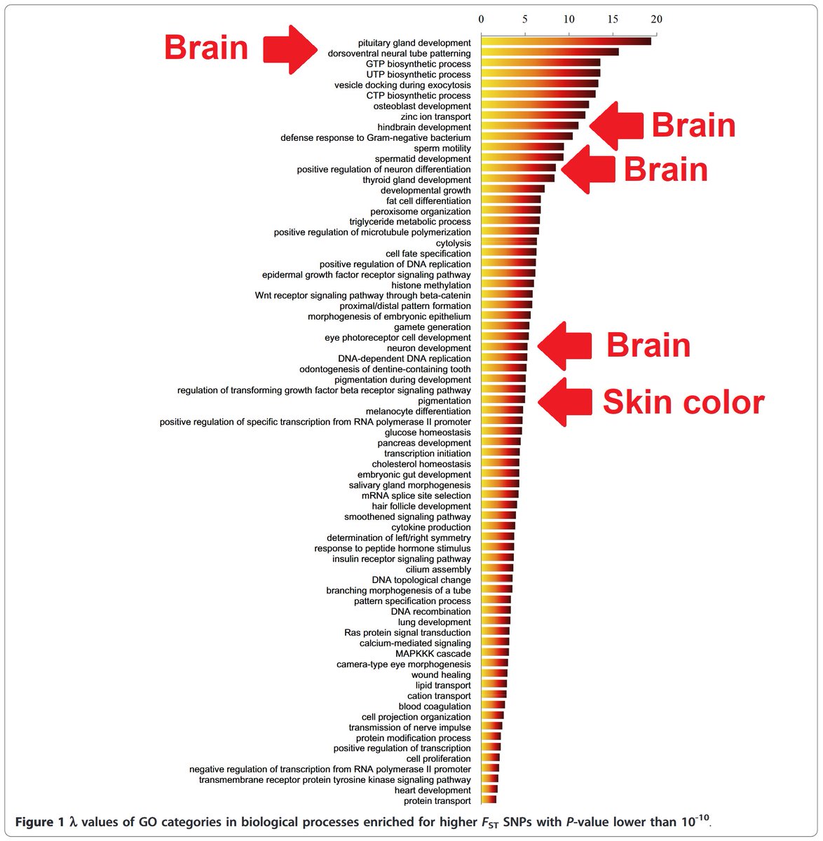 Races' brains differ more than their pigmentation: 'Here, we study the level of population differentiation among different populations of human genes... Among the categories with a significant enrichment of higher FST SNPs, many are involved in the nervous system.'