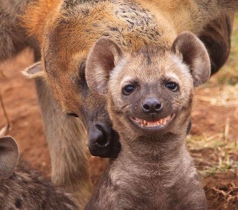 out of context wild animals (@christi97957087) on Twitter photo 
