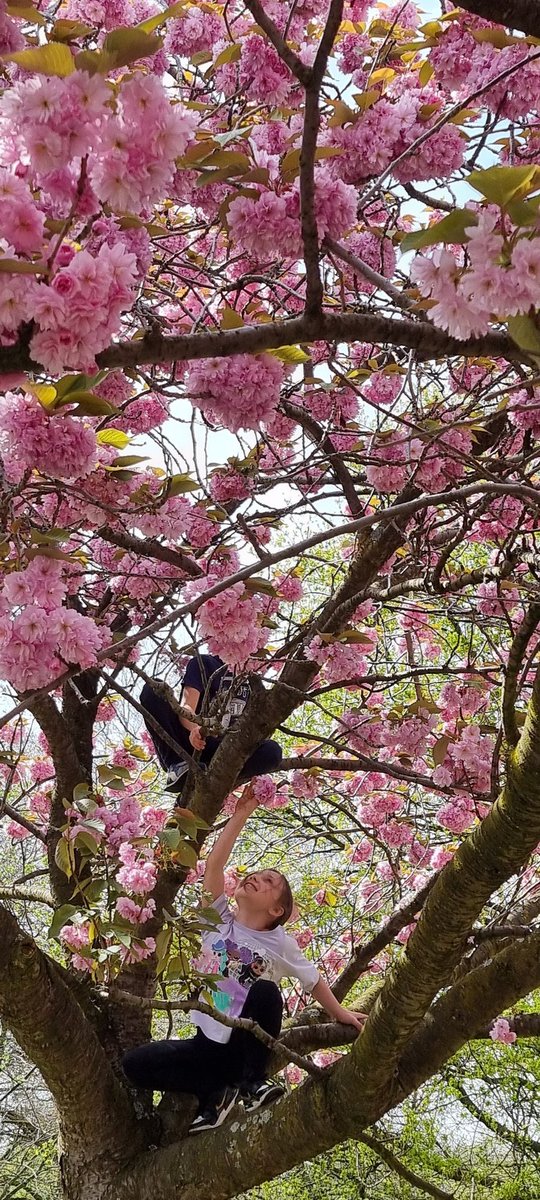 Just the sheer joy 
#blossoming

#bloom
#cherryblossom 
#greenwich 
#LondonIsLovinIt 
#LondonLife 
#london
#photography 
#nature