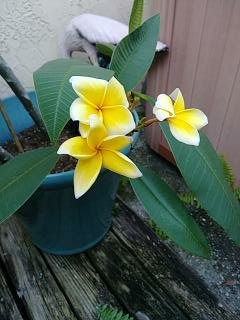 My cool blooms! Frangipani.