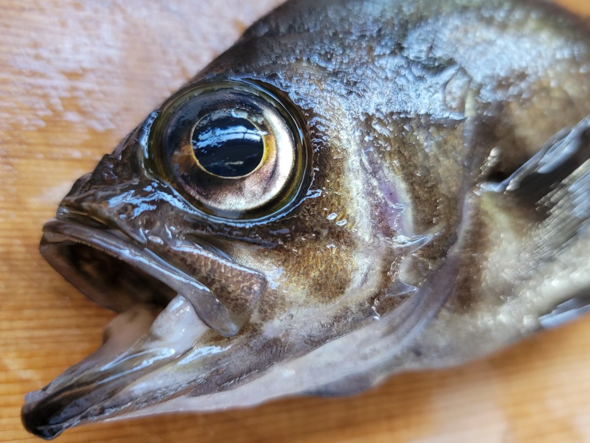 おはようございます♪

今日の朝食

昨夜釣ってきたメバルの塩焼き🐟️