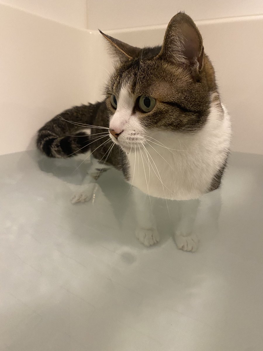 _Stephsento_'s tweet image. A force de me voir faire trempette dans mon bain, mon chat en a déduit que ça devait être pas mal de se caler dans l’eau chaude, et en effet elle kiffe.
銭湯大使の猫ちゃん🥰😹