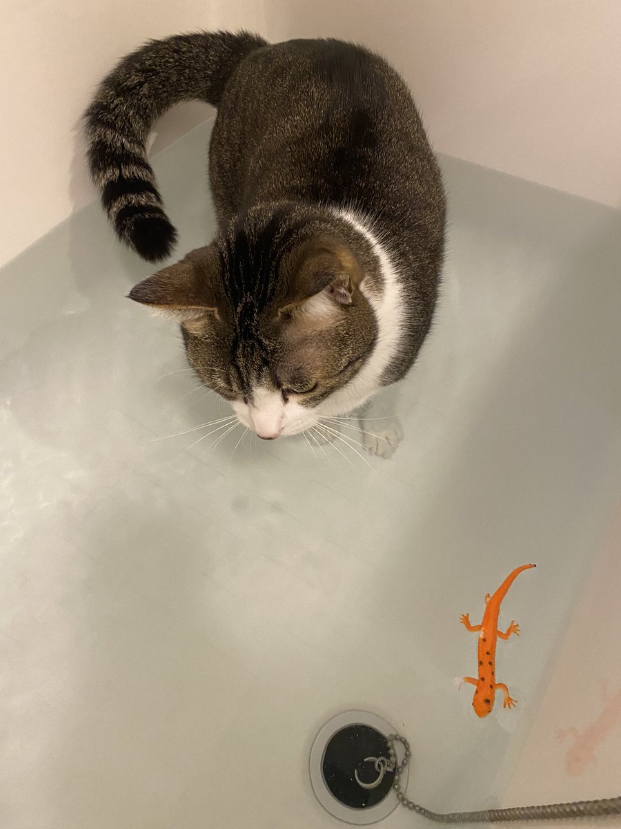_Stephsento_'s tweet image. A force de me voir faire trempette dans mon bain, mon chat en a déduit que ça devait être pas mal de se caler dans l’eau chaude, et en effet elle kiffe.
銭湯大使の猫ちゃん🥰😹