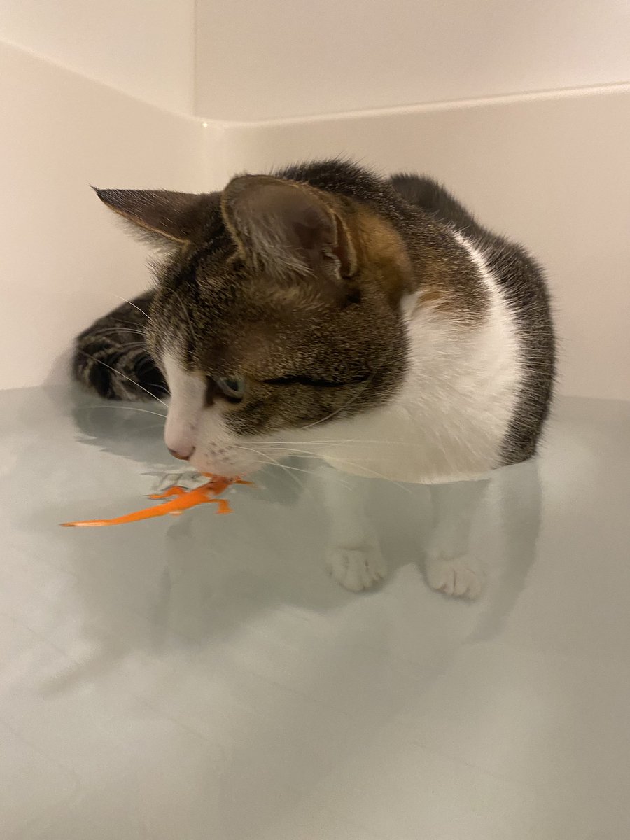 A force de me voir faire trempette dans mon bain, mon chat en a déduit que ça devait être pas mal de se caler dans l’eau chaude, et en effet elle kiffe.
銭湯大使の猫ちゃん🥰😹