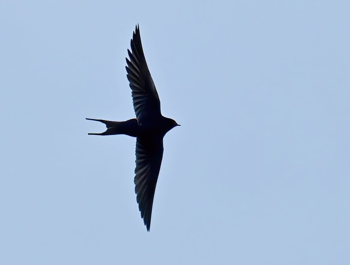 Wonderful to see a couple of returning Swallows at Marazion in Cornwall last week. 😍🐦