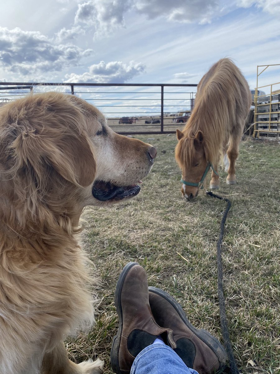 Best remedy for a stressful day #ponies #goldenretriever