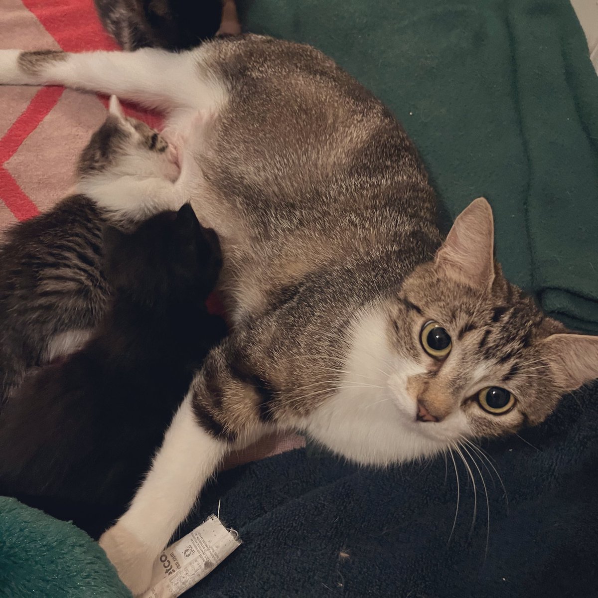 She won’t leave their side, is at their beck and call, and is always bright-eyed. What a mom! #Popcorn #kittens #CatsOfTwitter