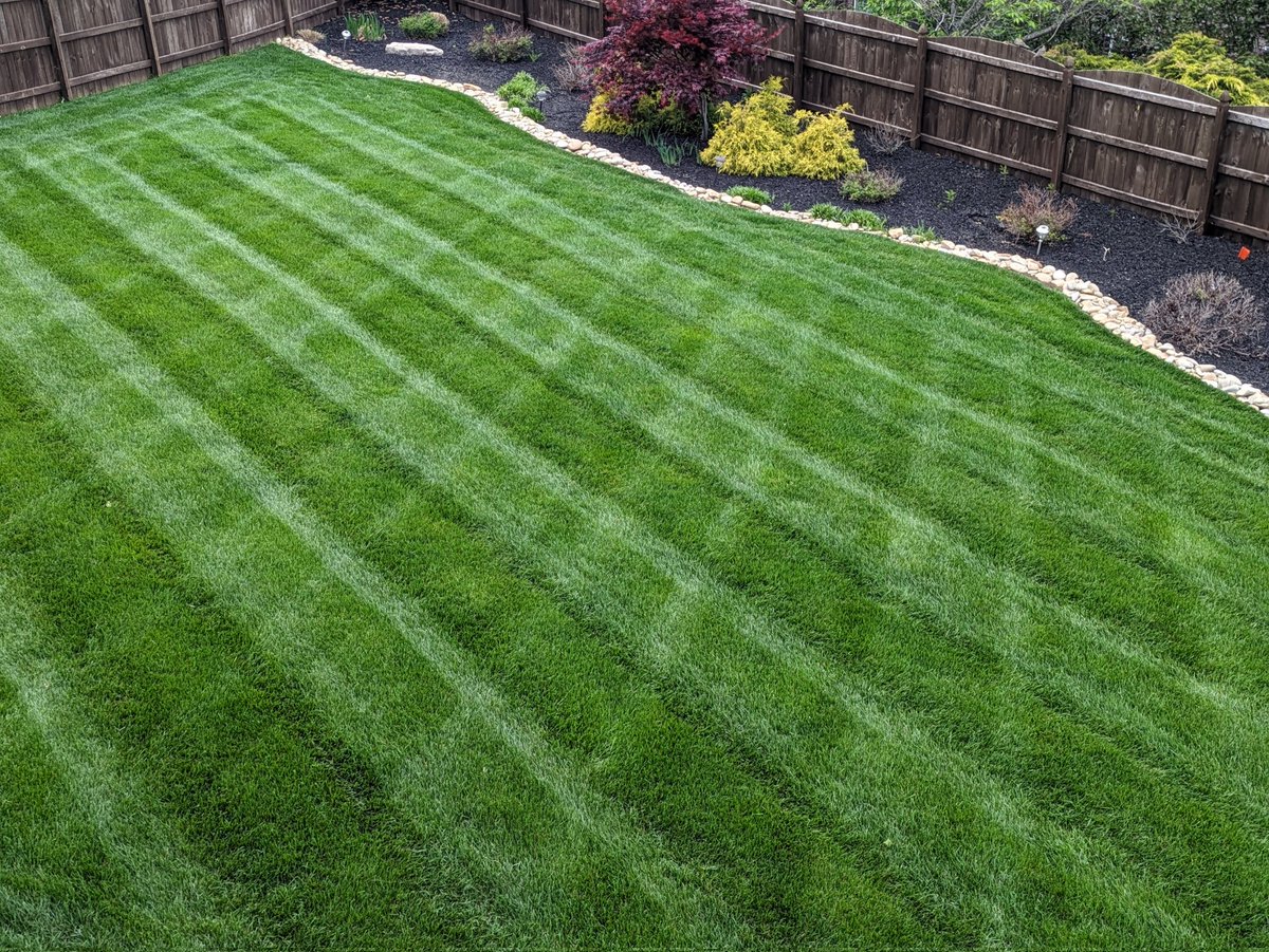 My lawn in April. Just in case you were wondering. 😂 Mild flex 🤷🏾‍♂️