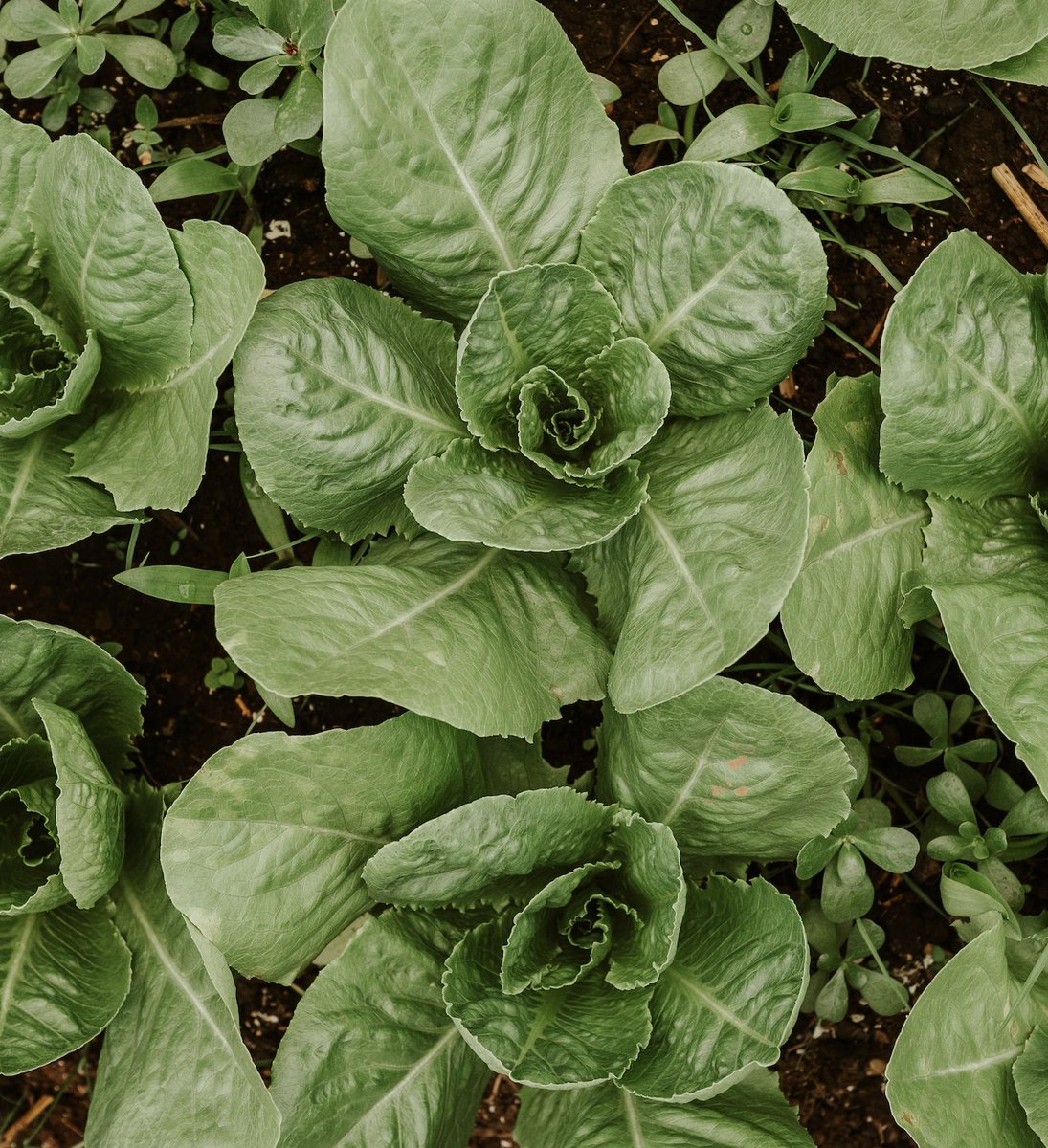 Nuestro programa de huertos permiten que recibas hasta tu casa una selección de productos frescos  y de gran calidad. 🍅🏡  Con tu compra estarás ayudando a mejorar la situación de las mujeres de nuestra comunidad. 

#FundaciónOrigen #ProyectoHuertos #CultivandoSostenibilidad