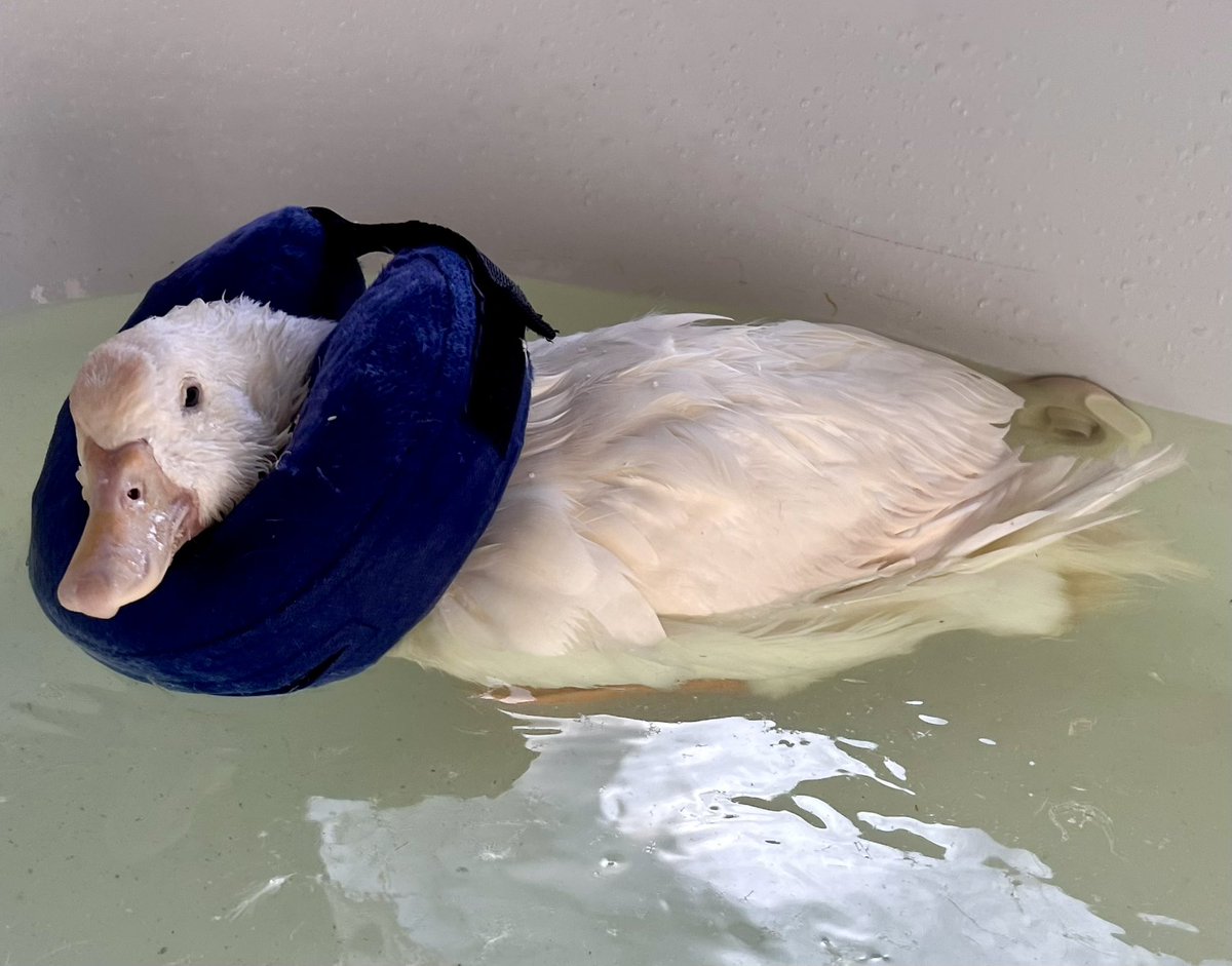 This is one super happy duck! Lorna’s inflatable pet collar arrived today. It’s keeping his head up so he can play in the water. 💦🦆 (His wry neck, arthritis, etc. is getting worse. We’re taking things day by day. 💕) #DisabledDucks #StopWaterfowlHatchingProjects #RescueDucks