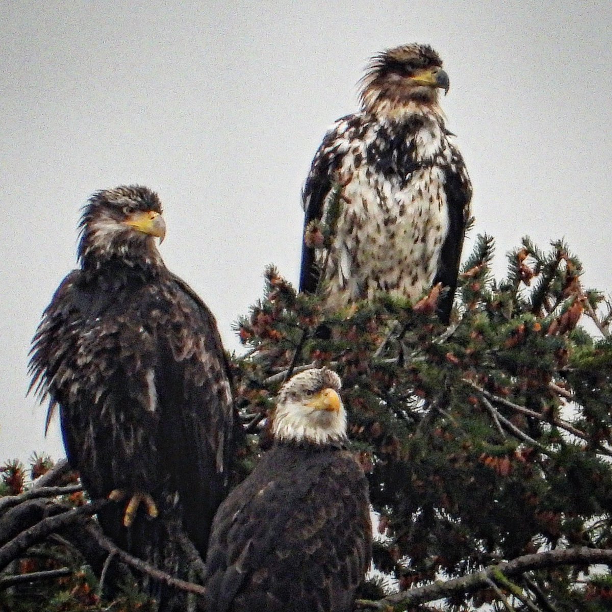 The bald eagles this morning were just breathtakingly beautiful… 🖤🦅🖤🦅🖤🦅🖤 Friday 12 April 2024 #boundarybay #baldeagle #birds #nature #wildlife #raptors #vanbirdparty #deltabc #wildvancouver #urbanwildlife #bcbirdtrail My links for more - bio.link/pacificnorthwe…