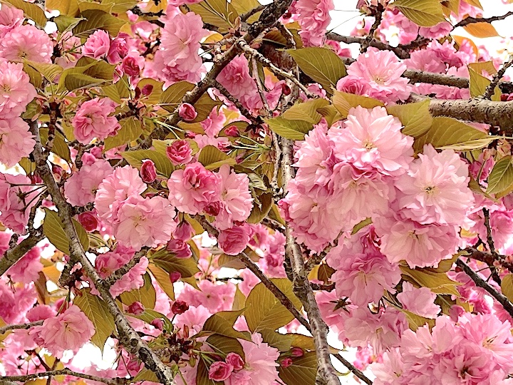 Kwansan flowering cherry trees (Prunus serrulata 'Kanzan') are now bursting in beautiful blooms in Northern Virginia, DC and MD area. April 11, 2024 #Flowers #NaturePhotography
