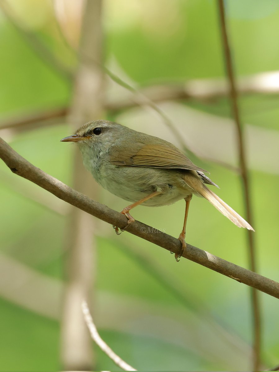 おはようごジャいます♪🌞

鳥見日和ケキョ🎶
#ウグイス Japanese bush warbler