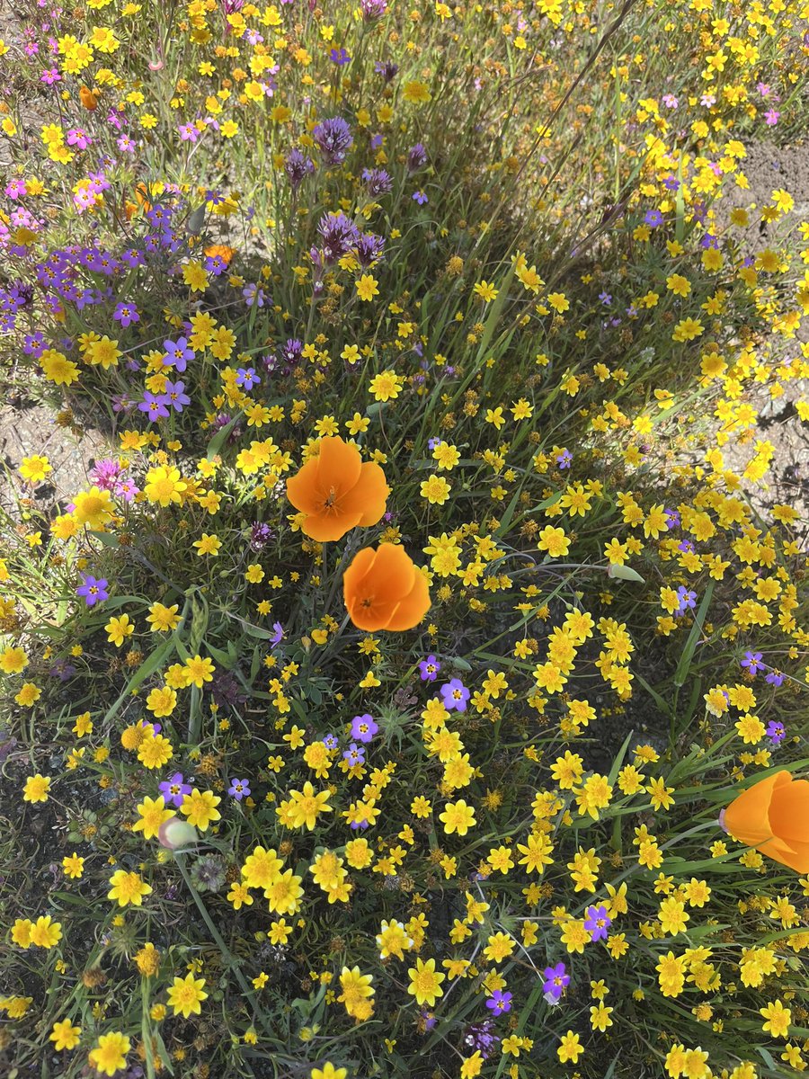 Spring is definitely here! Flowers blooming in the serpentine grasslands at Jasper Ridge Biological Preserve – 'Ootchamin 'Ooyakma @stanfordjrbp