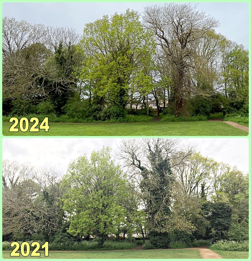 Whenever there's a #TreeFlowers challenge I like to photograph this Oak on the left and Ash on the right in Cherry Hinton Hall Park #Cambridge. For years now it's been 'oak before the ash, we're in for a splash' but no contest this year as the Ash has finally succumbed. 😢