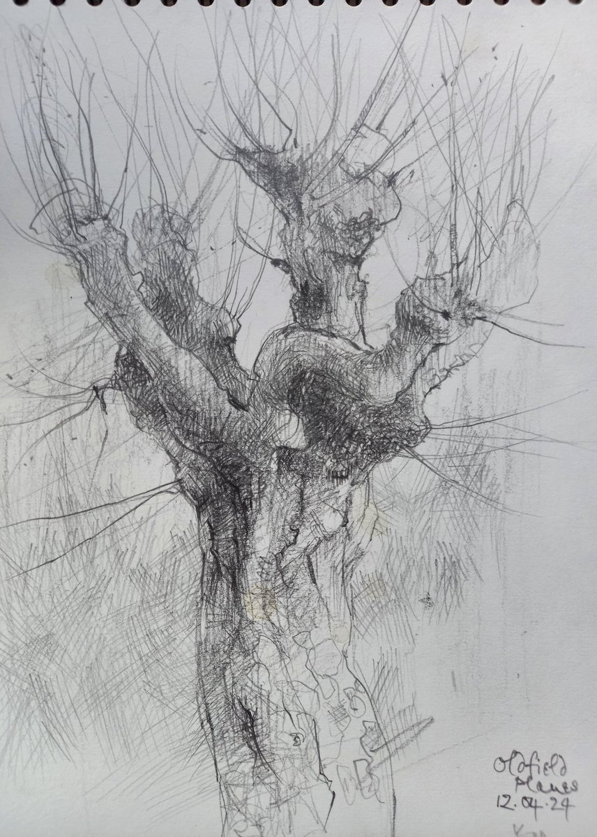 Pollarded plane tree #graphite #pencil #drawing #sketchbook #planetree #treeart