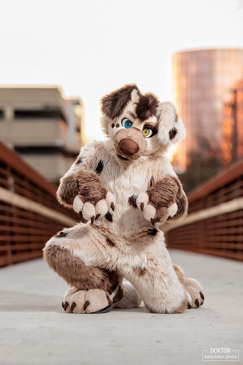 so if I put my paws up, I get treats right? 🐾 another amazing photo from my suit debut by the crazy talented @DoktorTheHusky 💙🤩