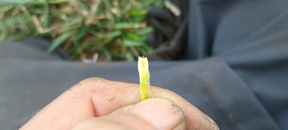 PaulCaplette's tweet photo. Le blé d'hiver est en feu 🔥 
Plusieurs brins maîtres. On aperçoit déjà l'épis. On attend qu'il soit à 1 cm du plateau de tallage pour lui donner 2 biberons.
#thinkbig
#agriculture
Bon weekend https://t.co/VK0syKnW4e