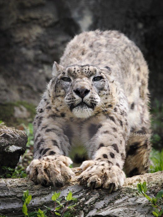 Good morning !
良い週末を✨　ヴァルデマールさん🐾

#多摩動物公園 #ユキヒョウ #ヴァルデマール