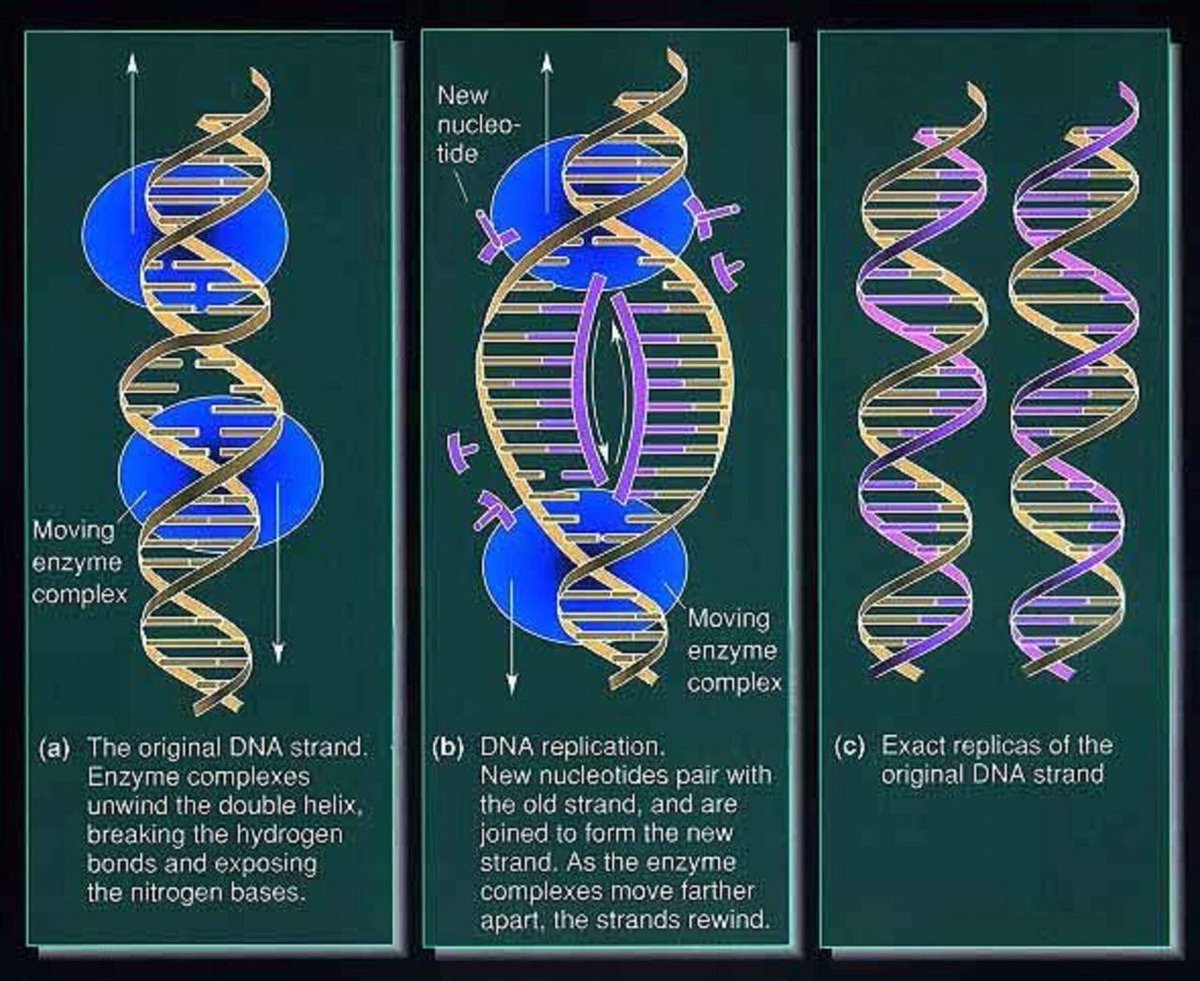 Do you see how DNA looks like a Serpent?