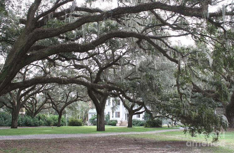 "McLeod Plantation"
Photography by Flavia
Southern oaks with Spanish moss in front of McLeod Plantation on James Island, SC, South Carolina

flavia-westerwelle.pixels.com/featured/1-mcl…

#Charleston #SouthCarolina #McLeod #SouthernOaks