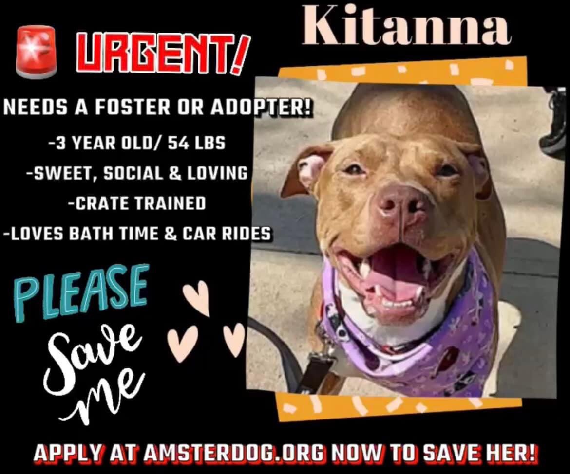 🐾💔KITANA #NYCACC Re Listed TB☠️4/13 Dumped 4 a move Has #RESQ needs a foster 2 save this beautiful girl! Knows “Sit, Down & Paw” Was attacked by another🐶in previous🏡she’s timid & selective of other pups! Plz contact @AmsterDogRescue ☎️917-689-8414 or 📧info@amsterdog.org