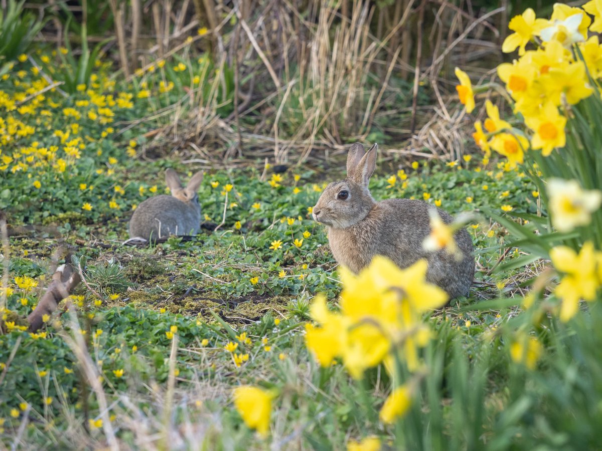 Two young hares (one very young) in the garden today.