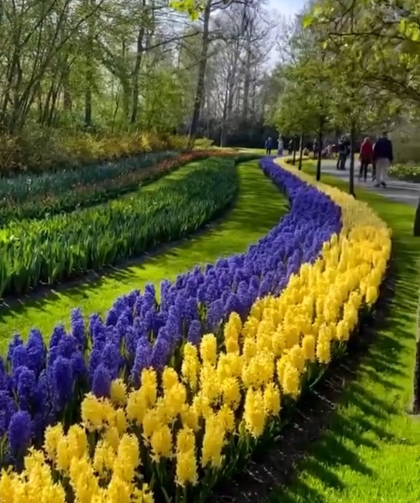 A little bit of Ukraine at Keukenhof