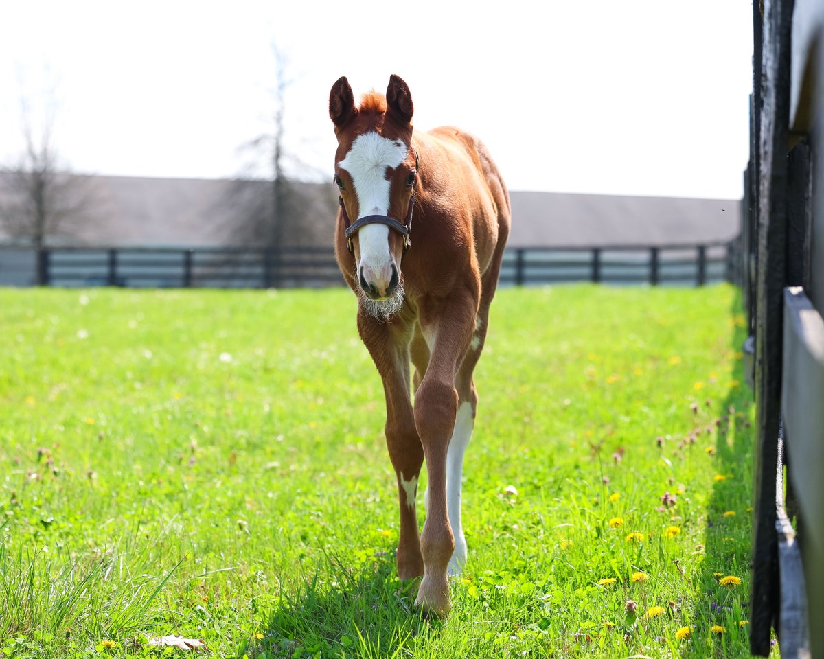 Some flashy foals for your #FoalFriday 😍