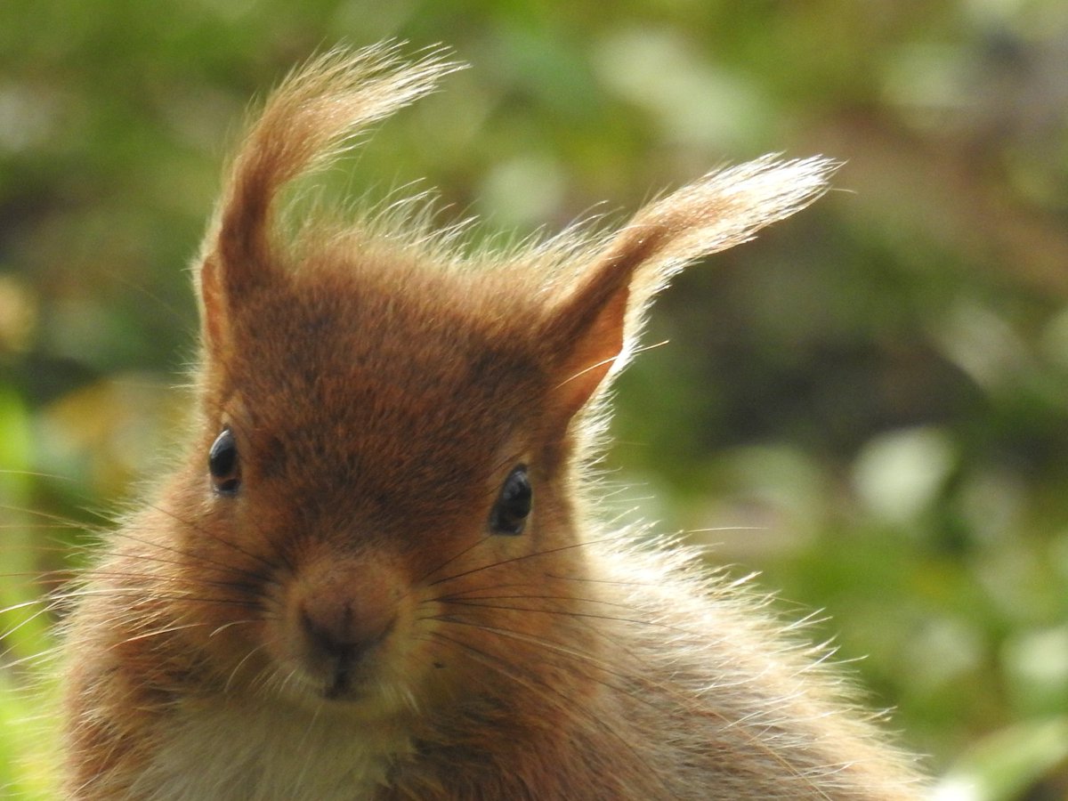 Met this lovely (and very pregnant) lady this afternoon, looking very healthy indeed! 🥰 #WildBrownsea @DWTBrownsea @DorsetWildlife @BrownseaNT