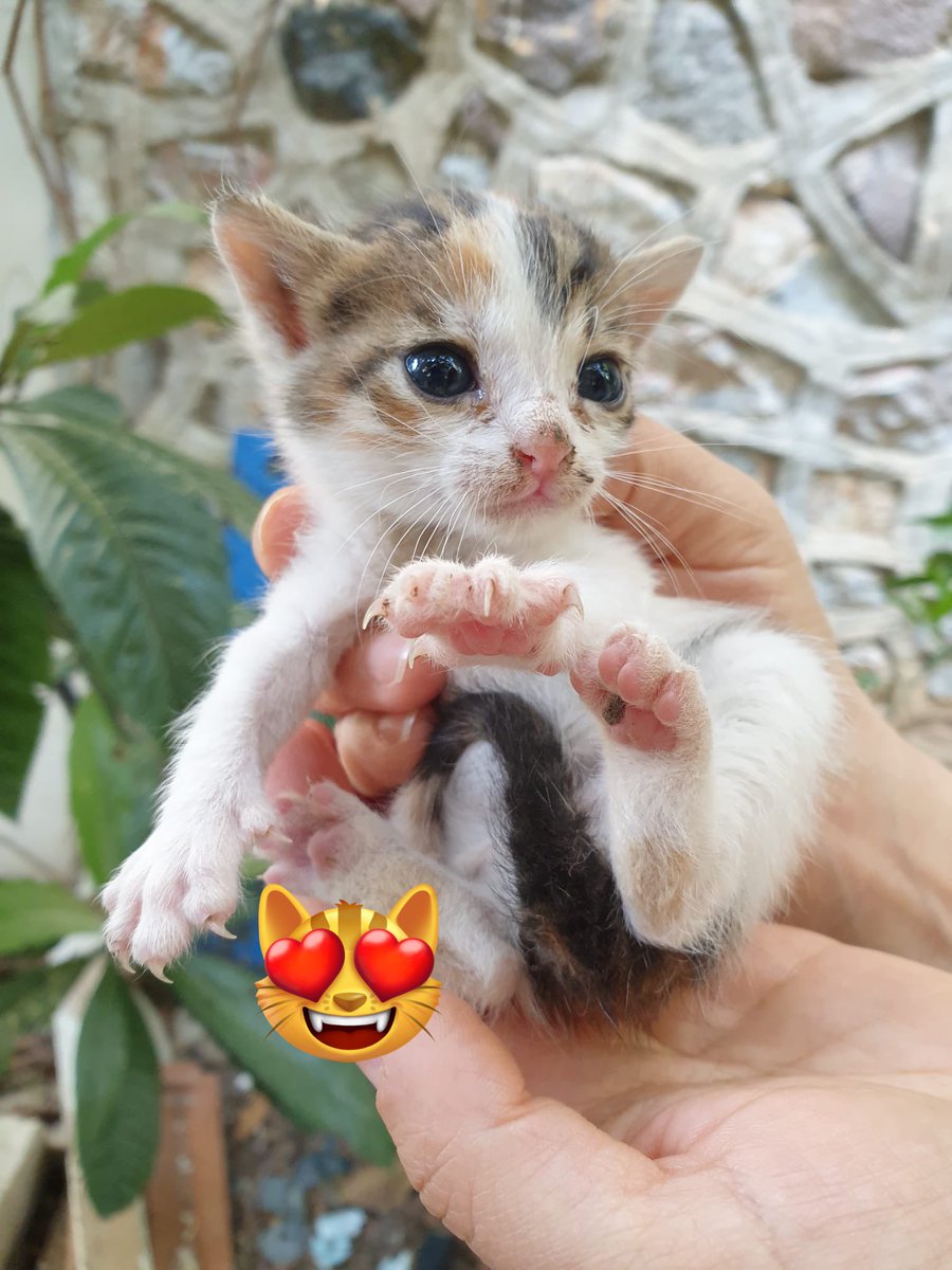 Arkadaşlar şu minnak a bakın 🥰🥰
#CatLove