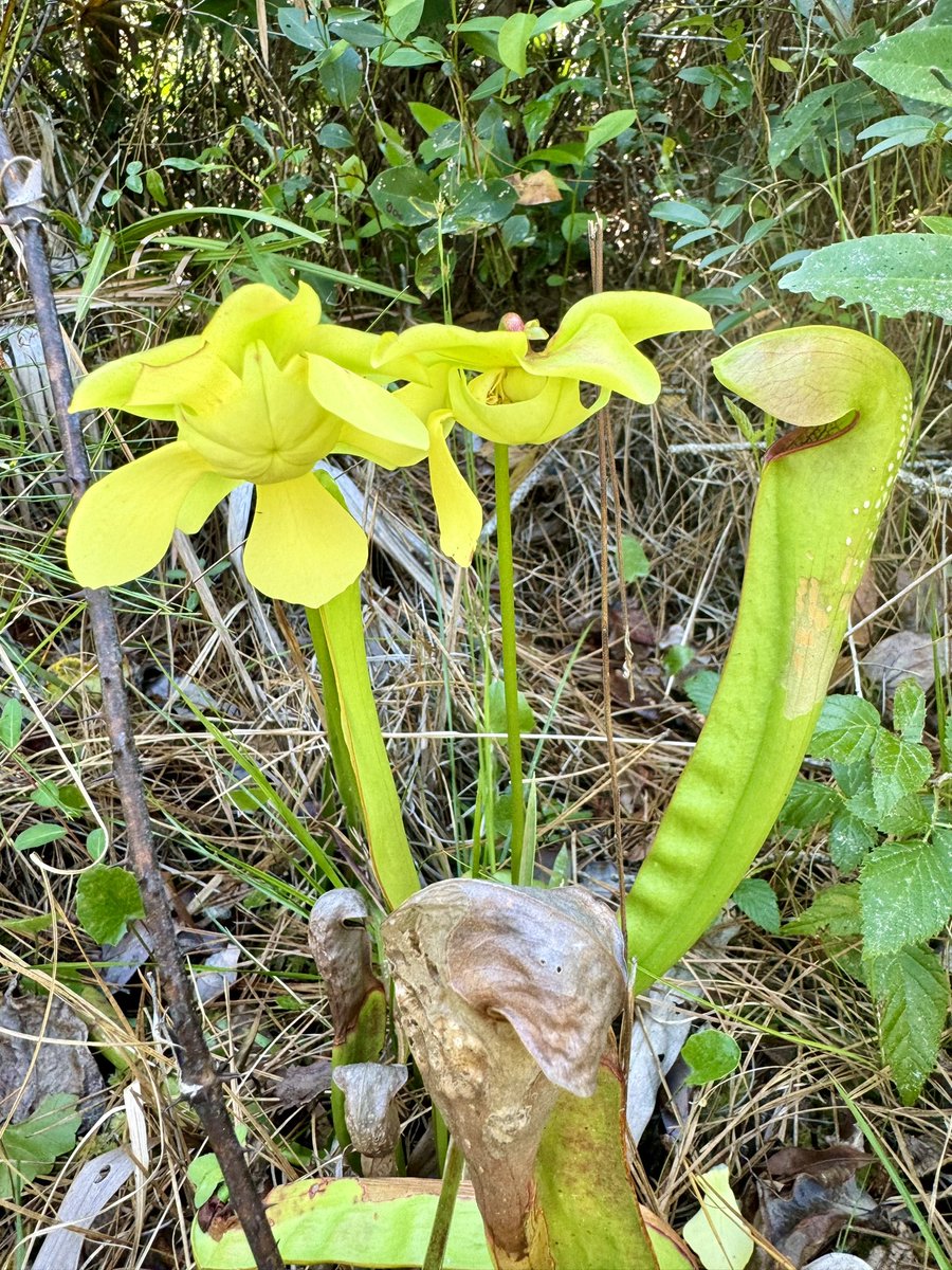 A #carnivorous pitcher #plant in bloom! Observed today in nearby northeast Orange County. #Florida #nativespecies #wildflower #flowersonFriday