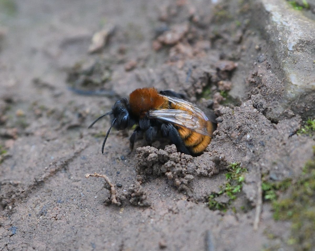 Spent a good few hours at Berry Head with @billcoulson3 looking at #Andrenafulva, Tawny Mining Bee. By the afternoon there was quite a few burrowing. @Buzz_dont_tweet @solitarybeesUK @BumblebeeTrust