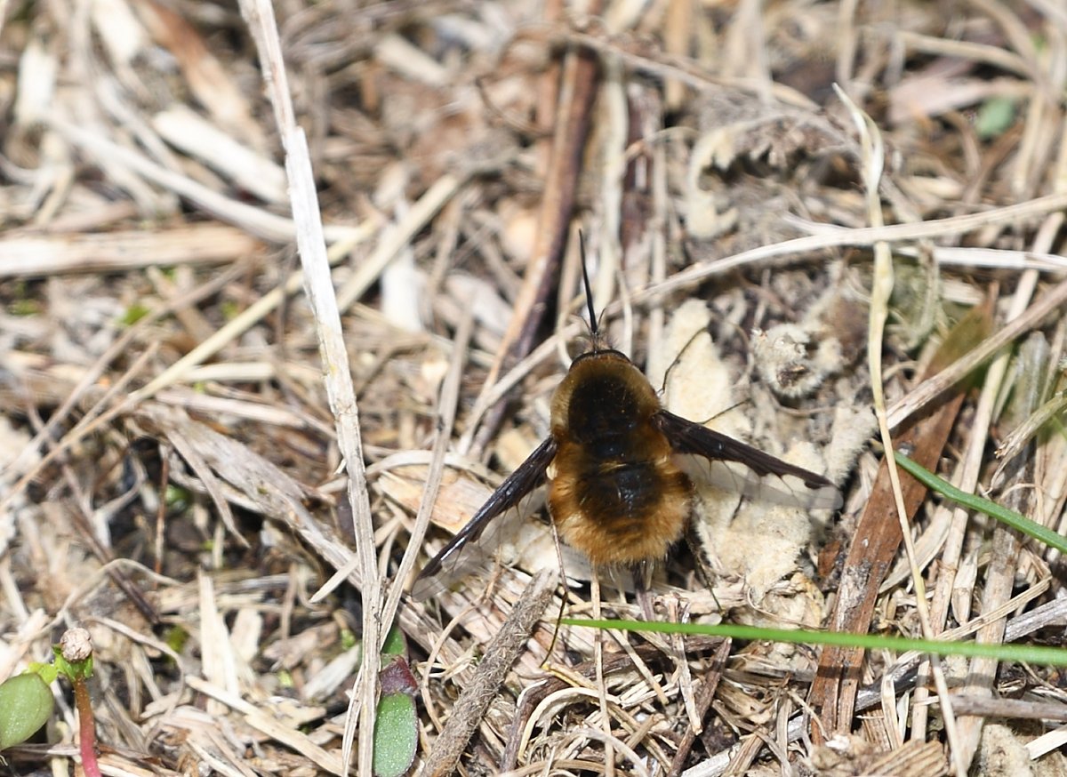 Some more species from Berry Head. I'm going with Andrena flavipes, don't know, Andrena nitida and Bombylius major. Happy to be corrected @BumblebeeTrust @Buzz_dont_tweet @solitarybeesUK