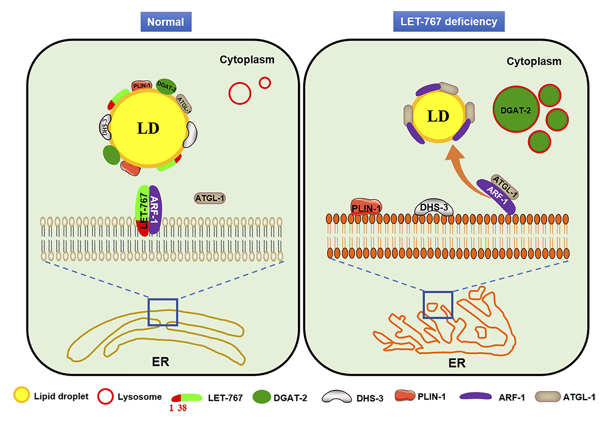 A working model of LET-767's role in #lipiddroplet (LD) protein targeting, from a study by Fu et al. which identifies LET-767 as a novel regulator to determine LD protein targeting and lipid homeostasis. hubs.la/Q02r8W4X0 #Metabolism #Organelles #Membrane #lipid