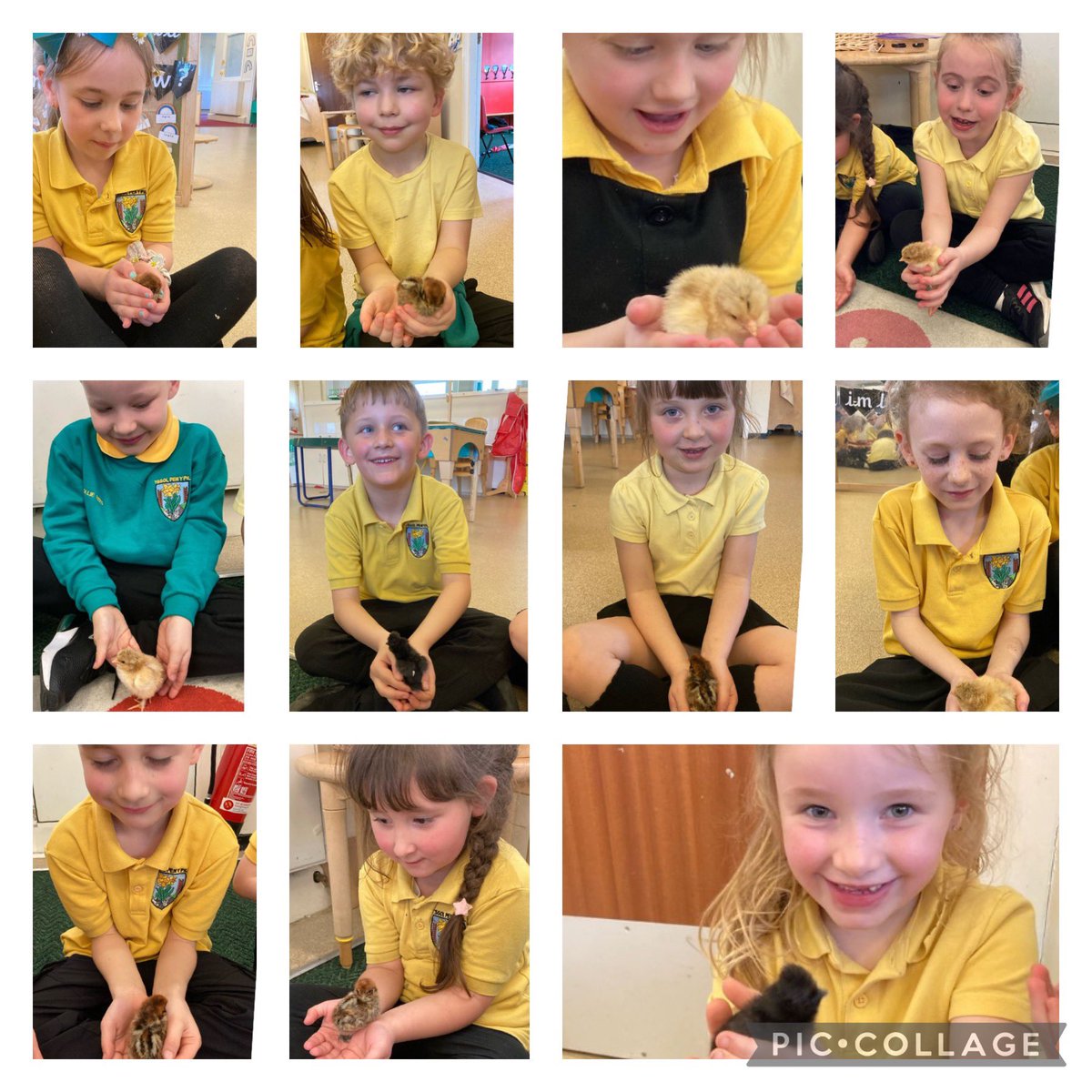 Pawb wedi gwirioni! 🐣🐥So cute! <a href="/YsgolPenyPil/">Ysgol Pen y Pîl</a>
