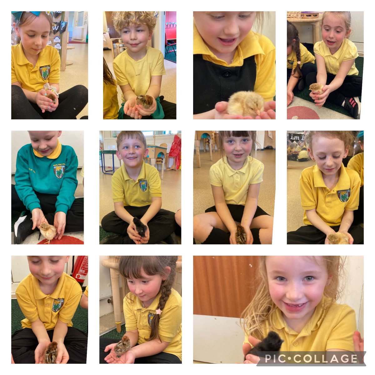 Pawb wedi gwirioni! 🐣🐥So cute! @YsgolPenyPil