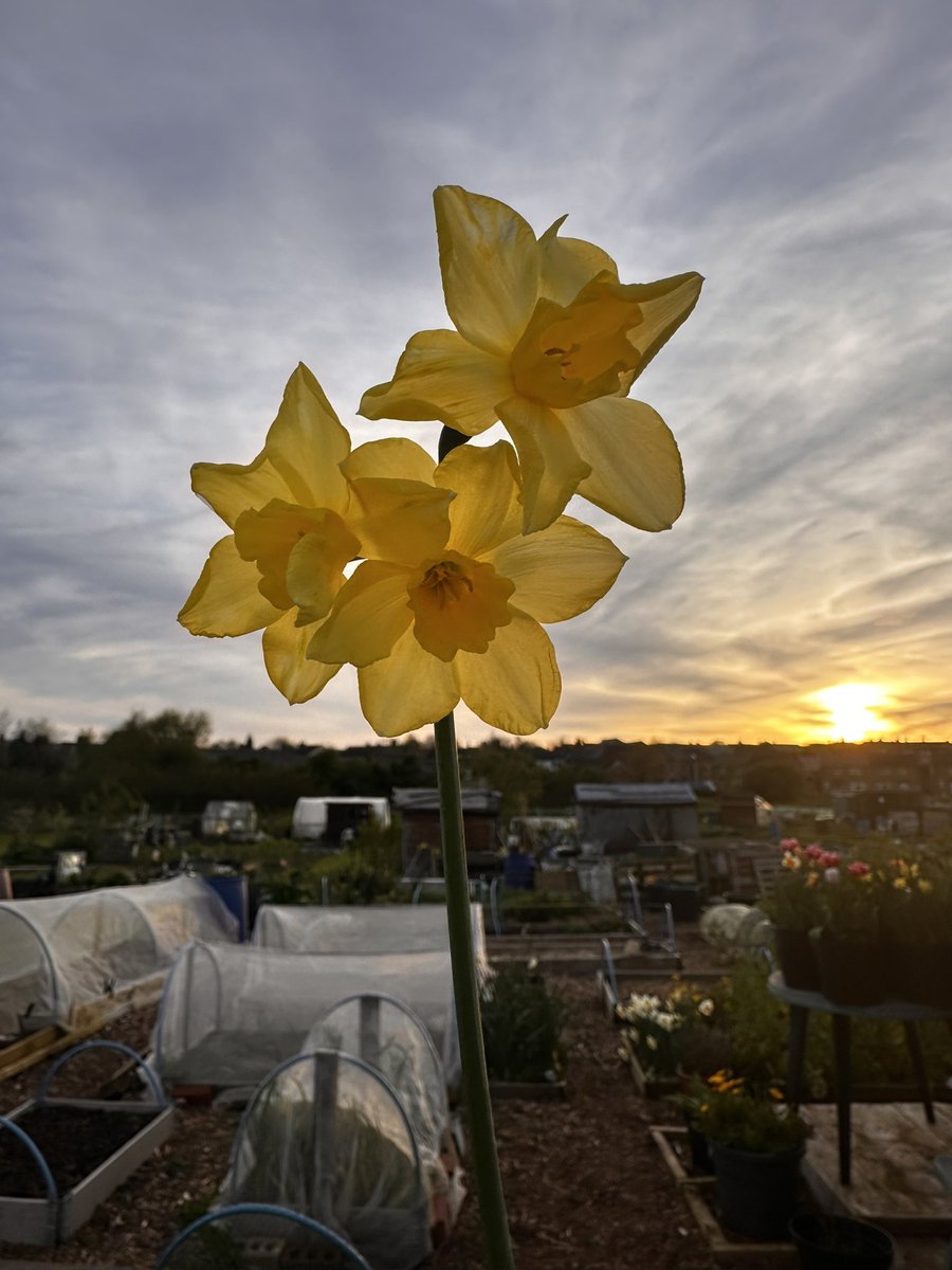 3 headed Daffodil. I’m in love ! #flowers #GardeningTwitter #Allotment